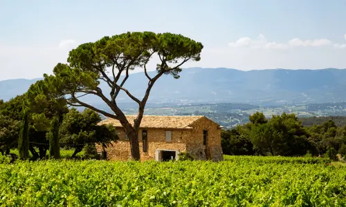 Domaine Les Perpetus