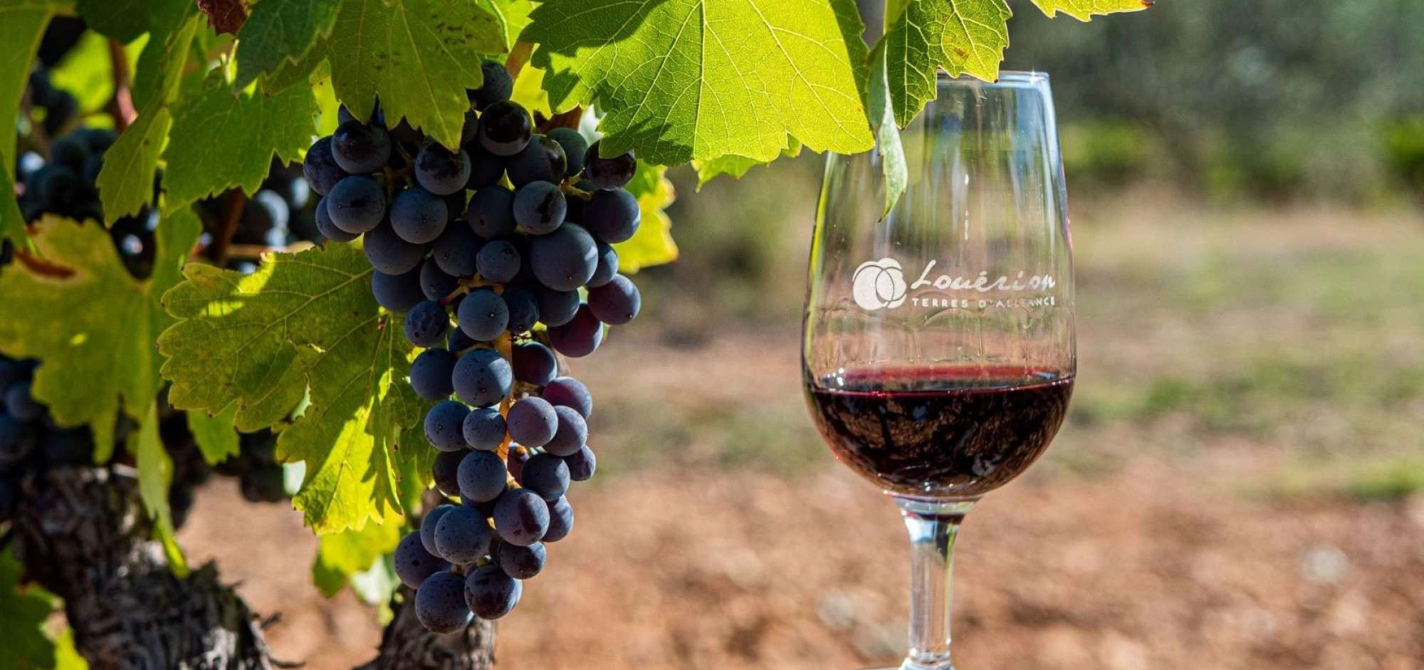 Louérion, Terres d'Alliance / La Cave à Lourmarin