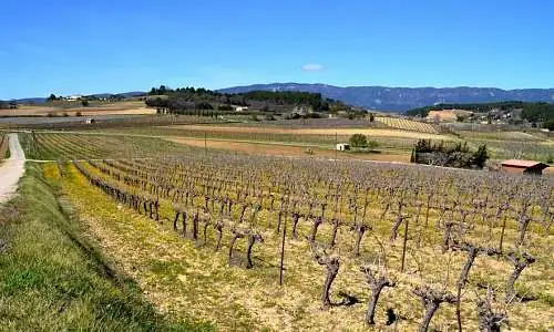 Domaine Le Collet Vert