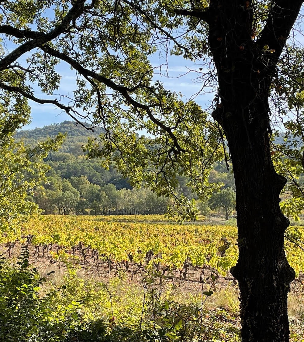 View of Château de Mille's vineyard in Apt through the trees, with the Luberon hills in the background.