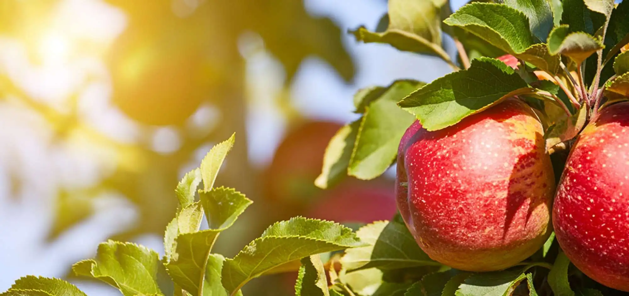 Les Jardins du Portail Rouge 