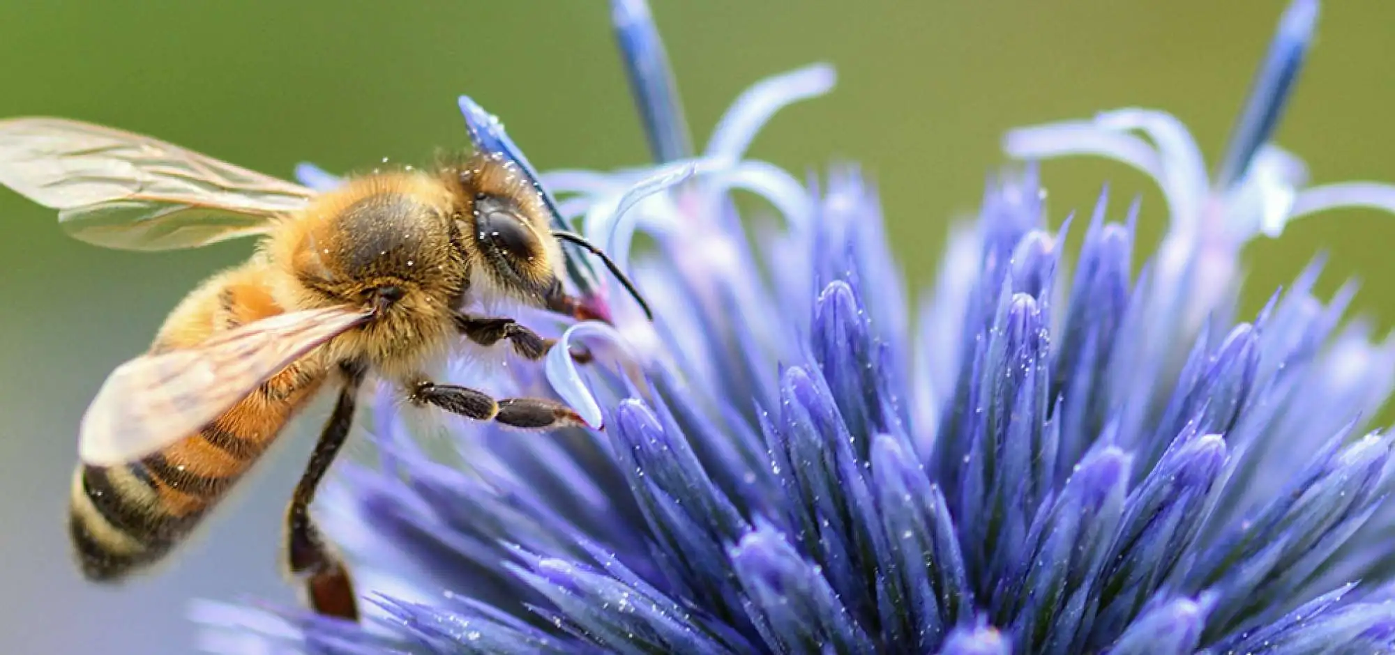 Les Ruchers des Mességuières 