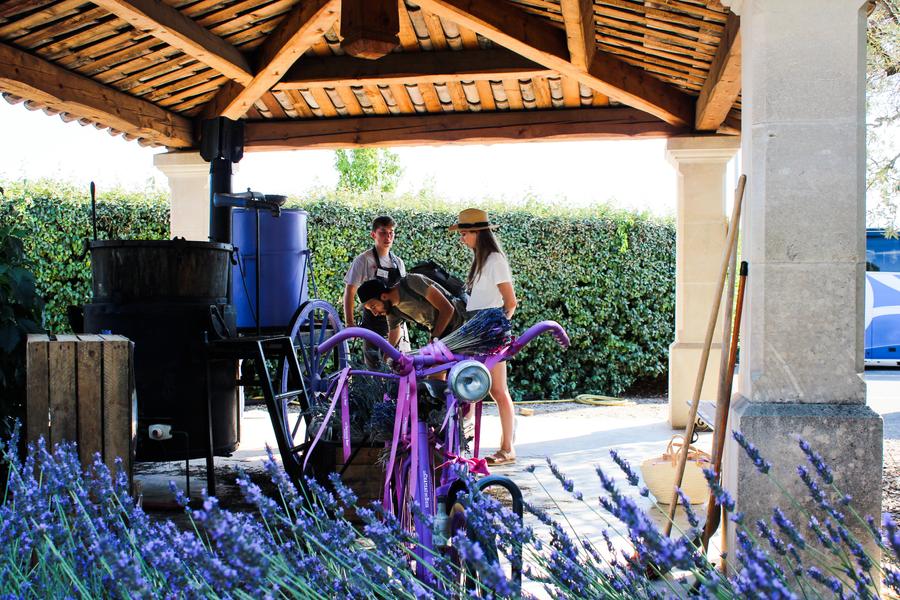 Family activities and workshops at the Lavender Museum to discover lavender in a fun way