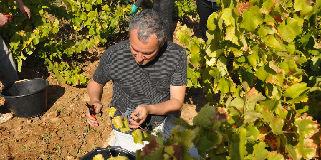 Chateau Grand Callamand vineyards Vignes du Chateau Grand Callamand in Pertuis dans le Luberon